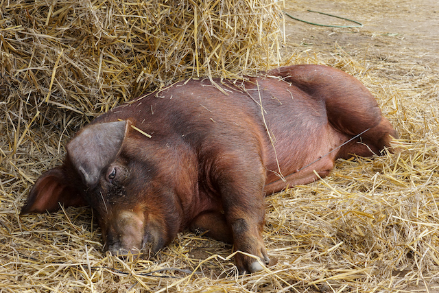 Bedding Pigs on Pasture